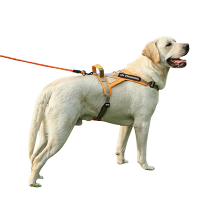 Reflective No-Pull Personalized Dog Harness