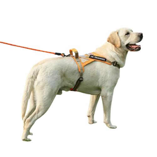 Reflective No-Pull Personalized Dog Harness